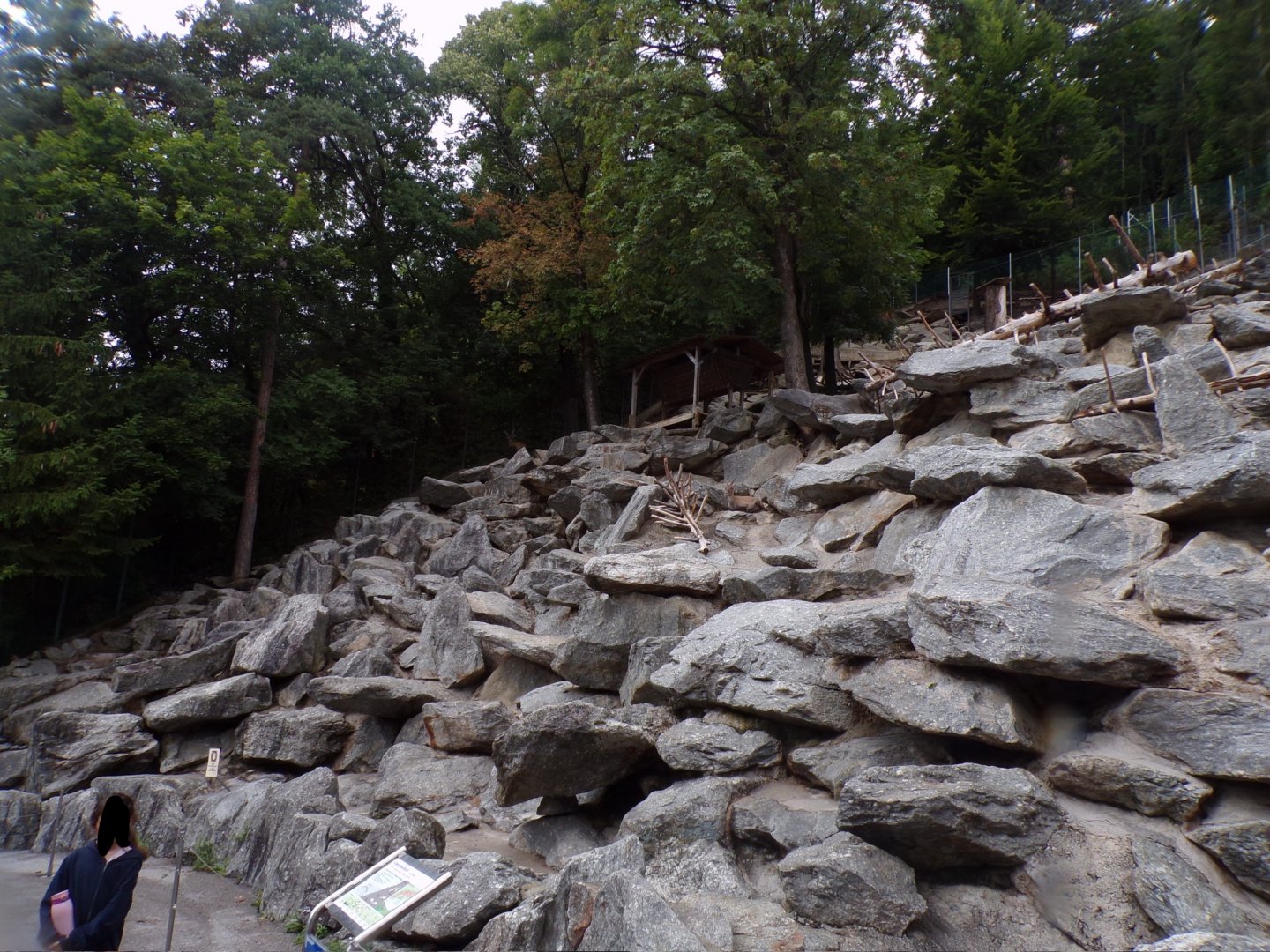 Alpine ibex enclosure 9.7.25