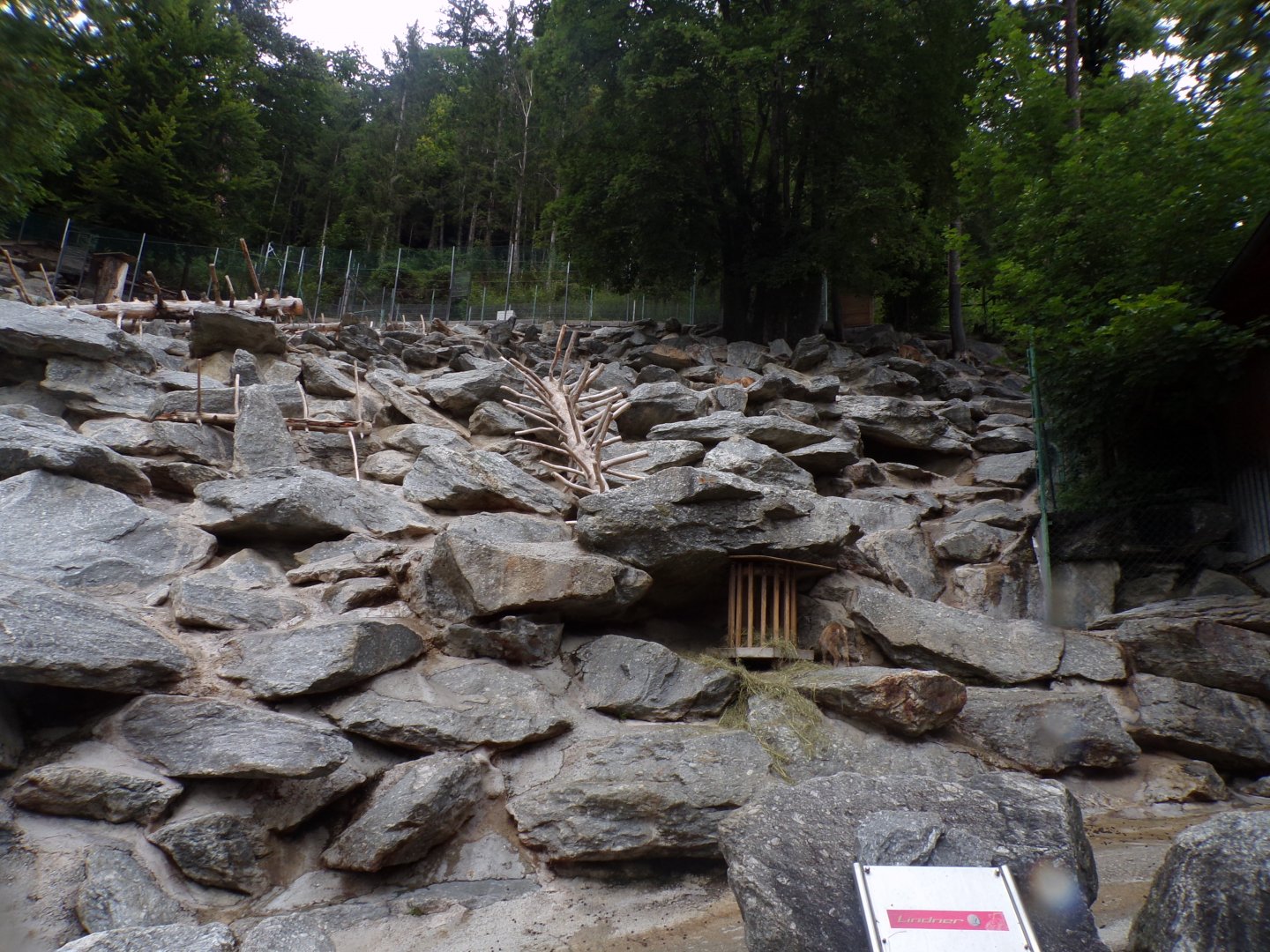 Alpine ibex enclosure 9.7.25