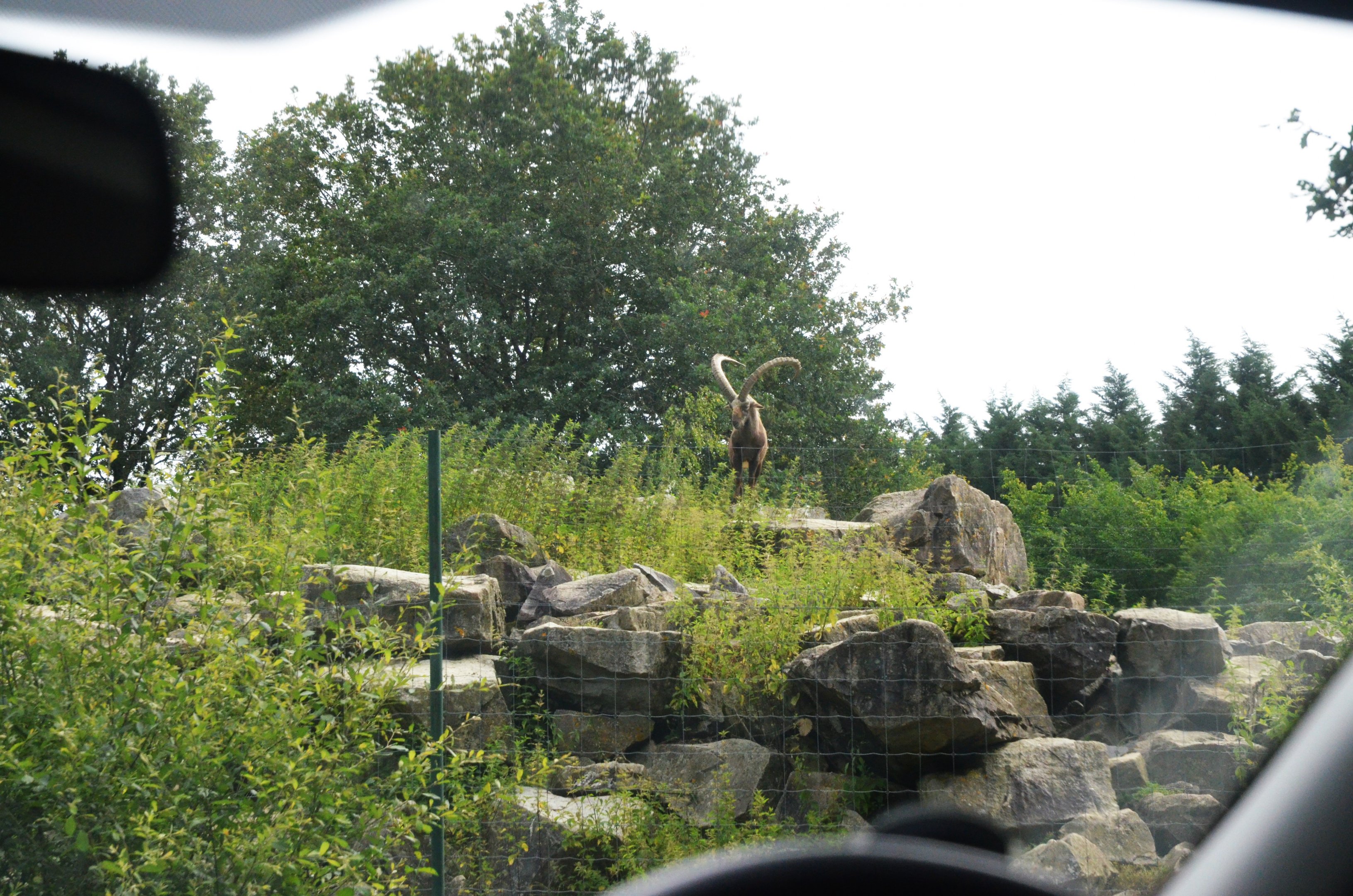 Alpine Ibex Enclosure at Haute-Touche, 14/06/18