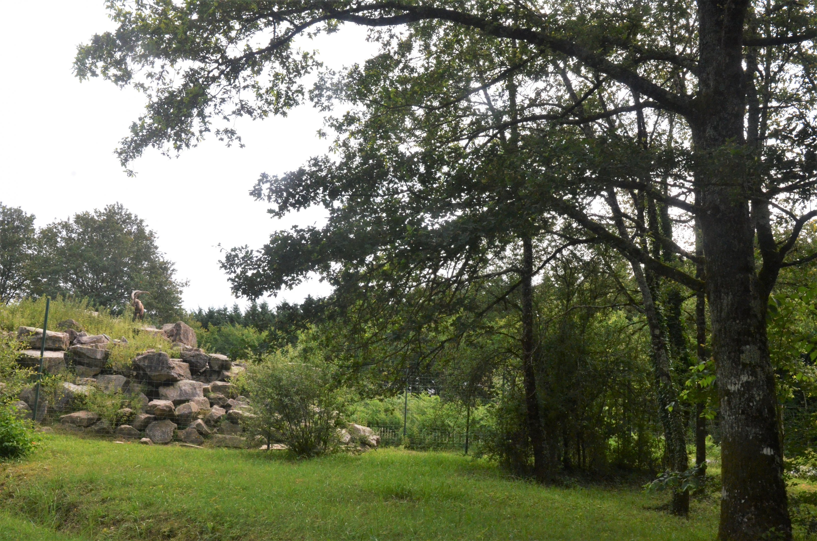 Alpine Ibex Enclosure at Haute-Touche, 14/06/18