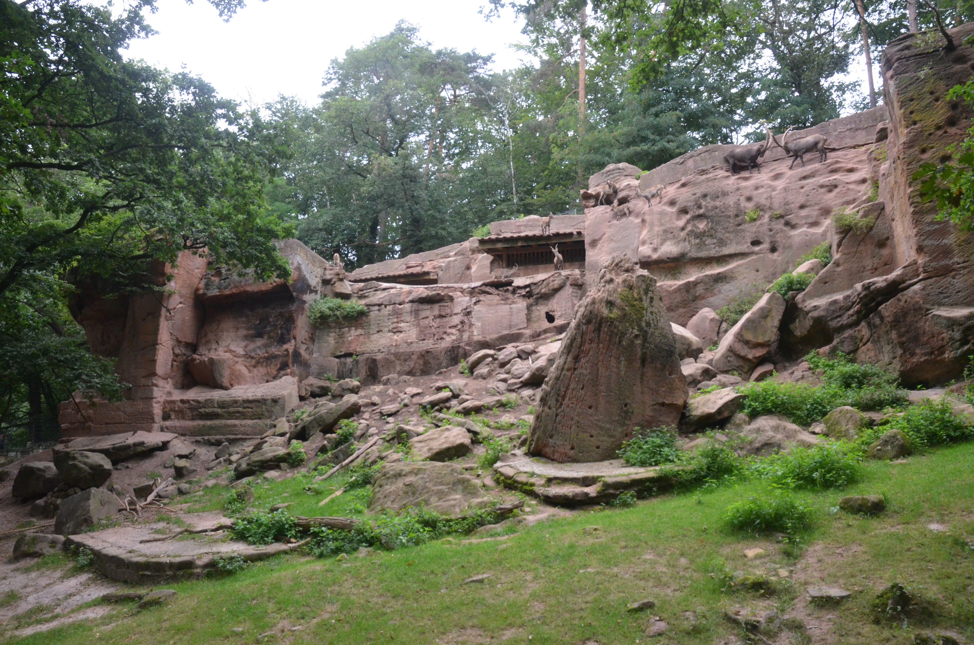 Alpine Ibex Enclosure at Nuremberg, 08/09/19