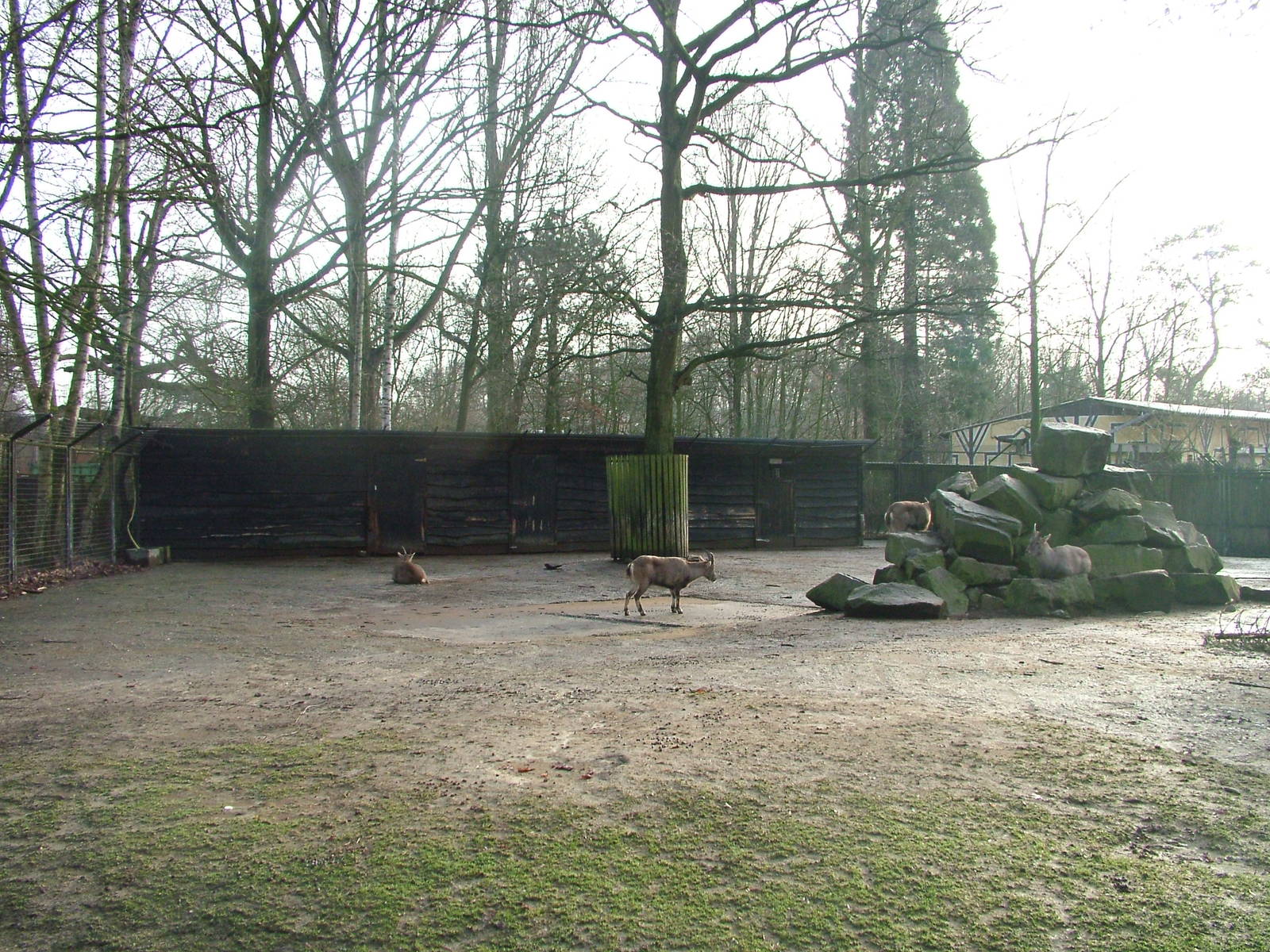 Alpine Ibex enclosure at Planckendael Jan 09