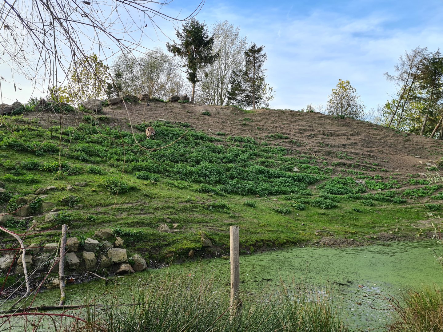 Alpine ibex enclosure - Hilly side