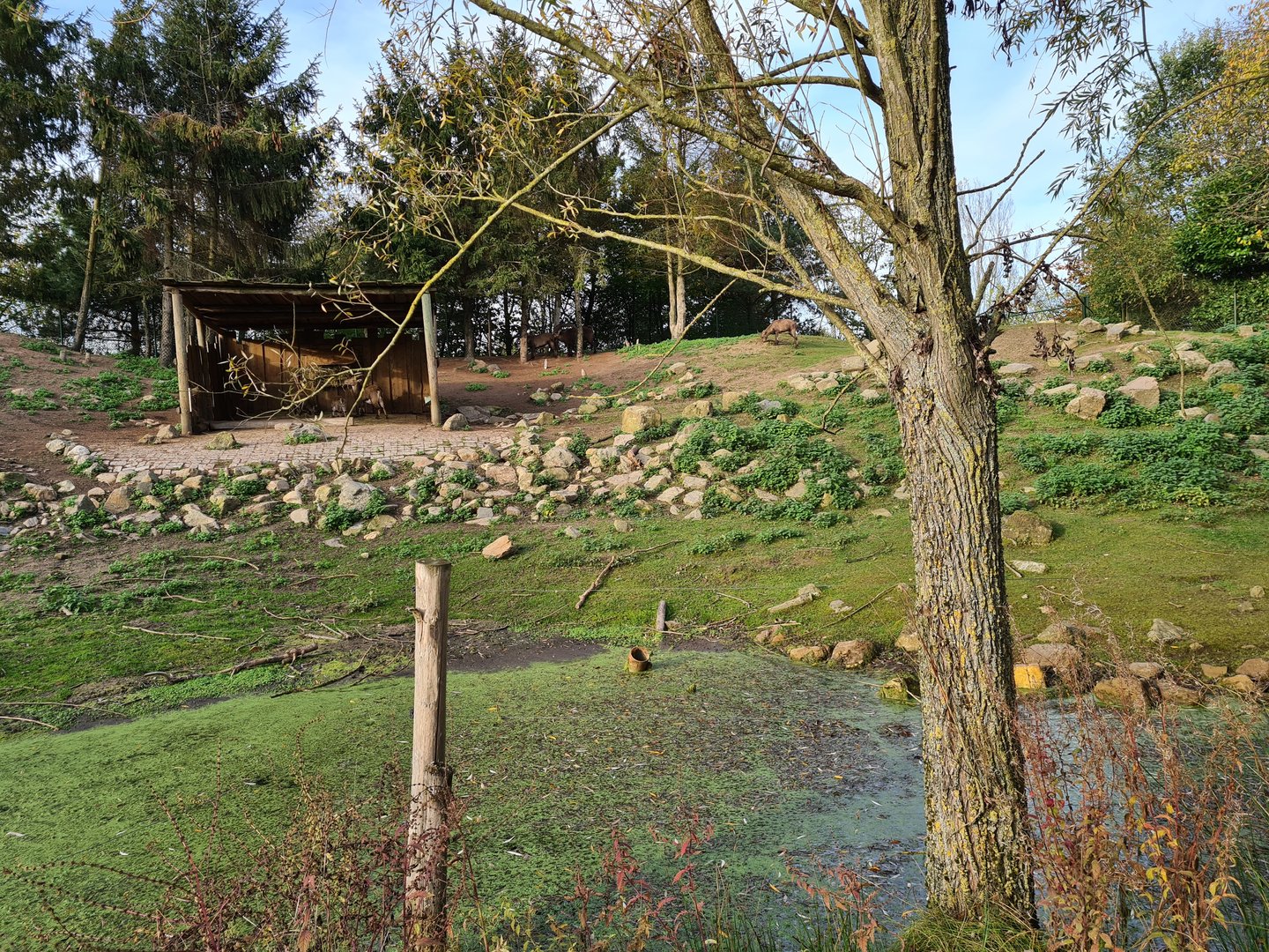 Alpine ibex enclosure - Rocky side