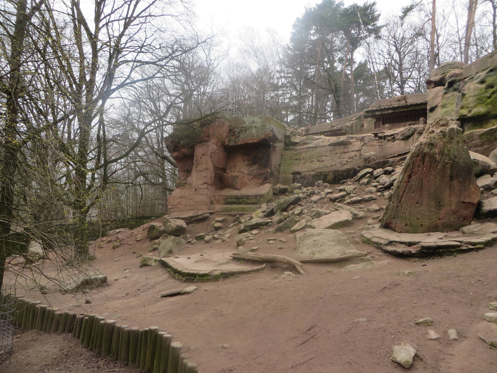 Alpine ibex enclosure