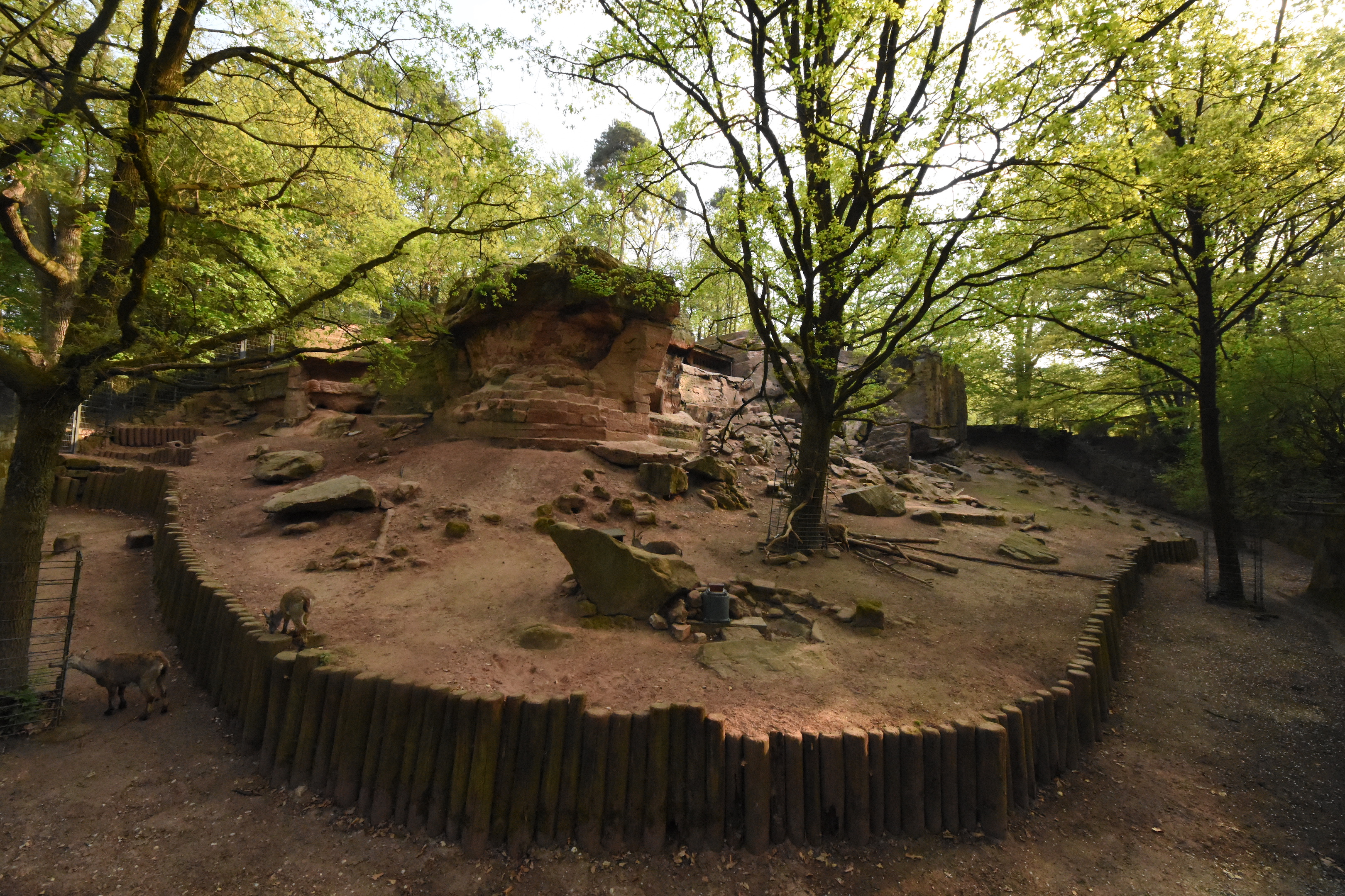 Alpine ibex enclosure