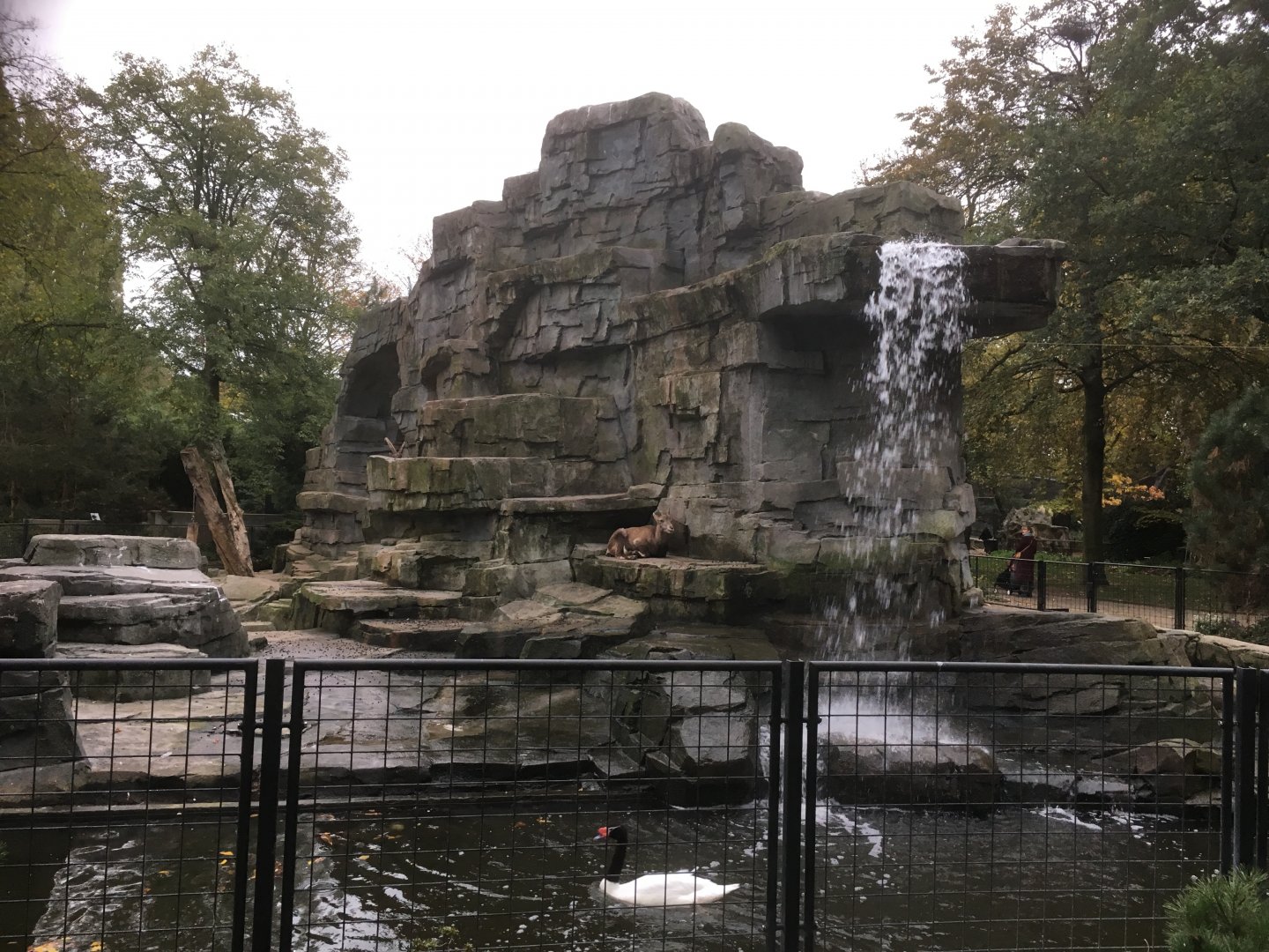 Alpine ibex enclosure