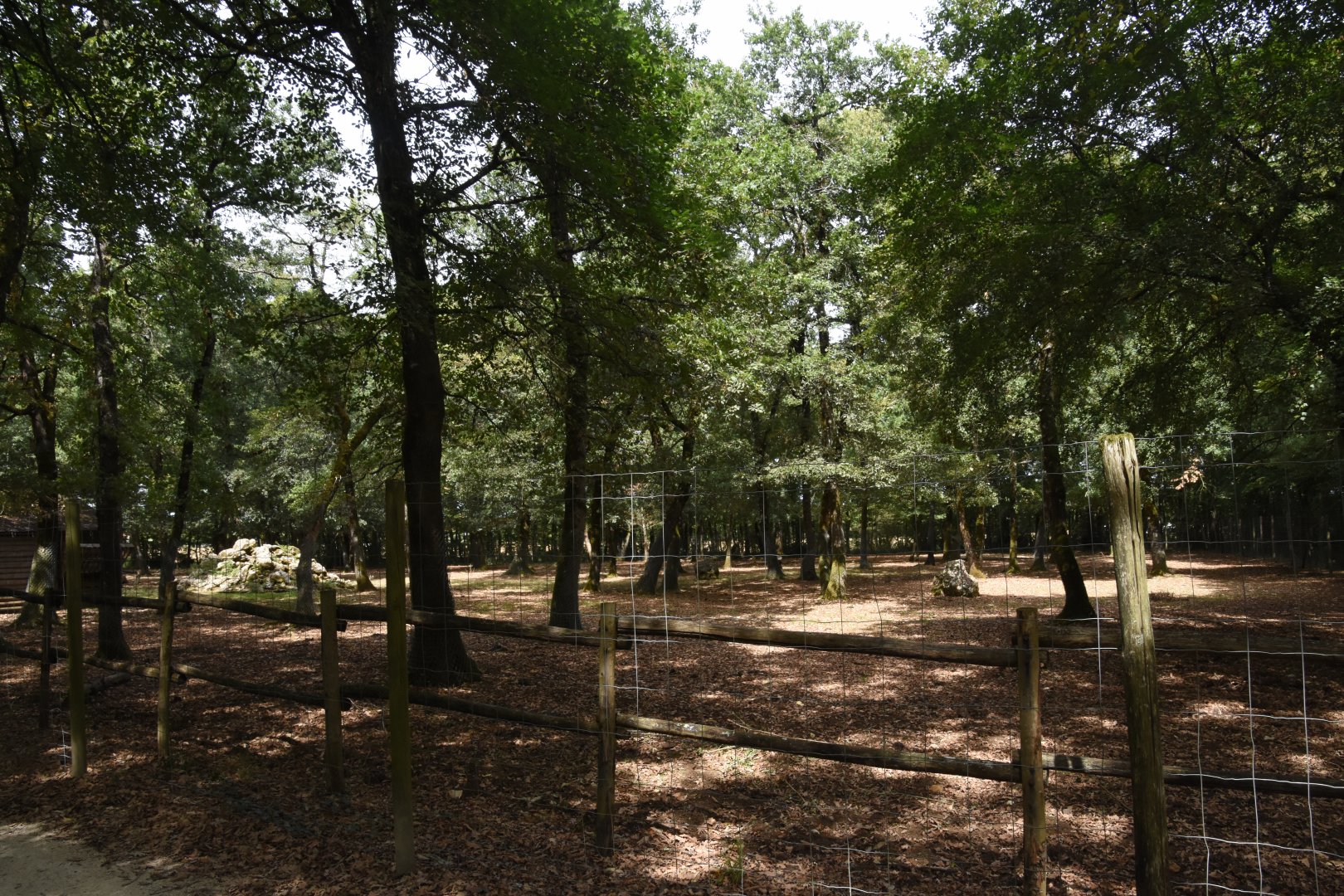 Alpine Ibex enclosure