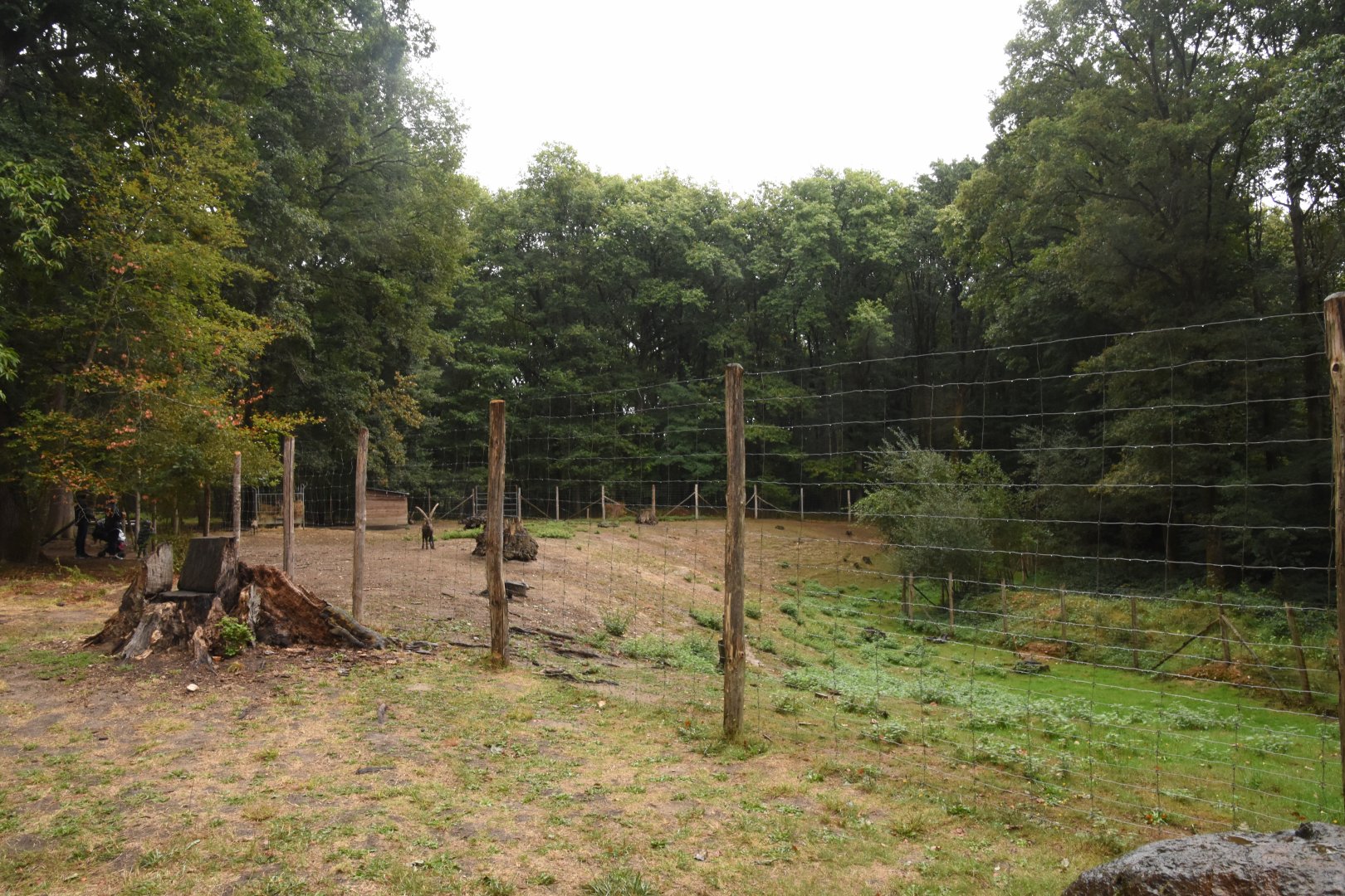 Alpine Ibex enclosure