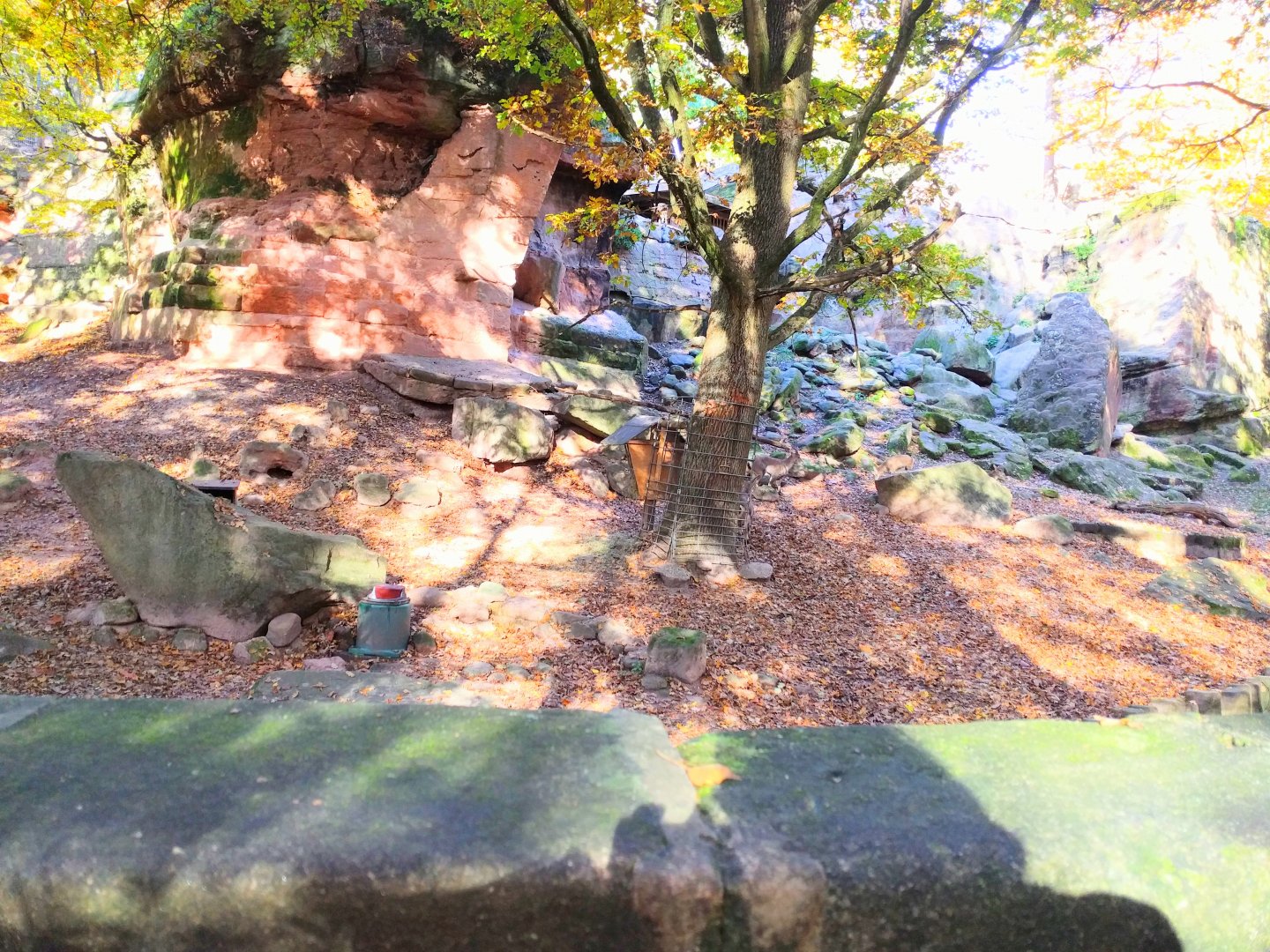 Alpine Ibex Enclosure