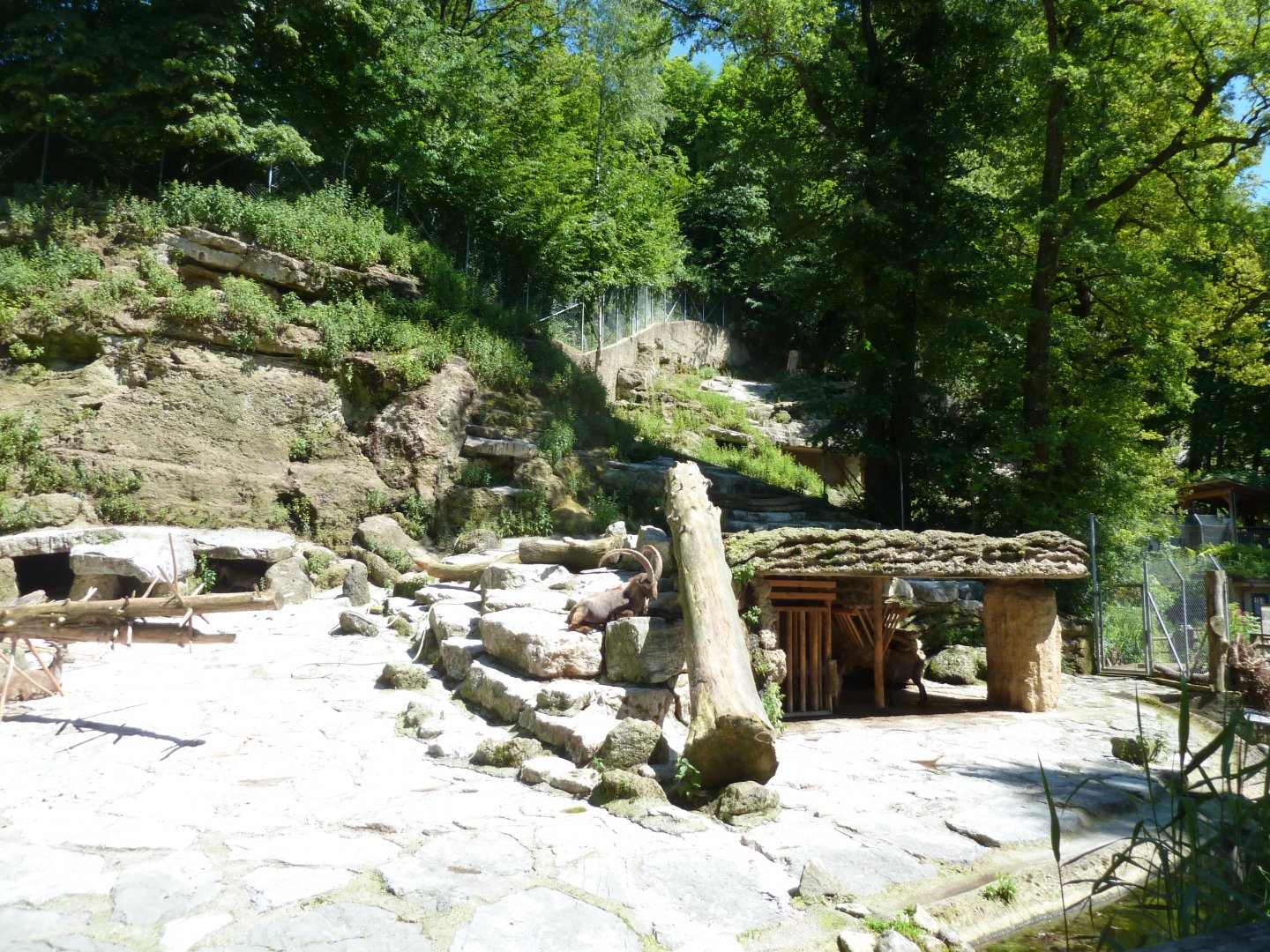 Alpine ibex enclosure