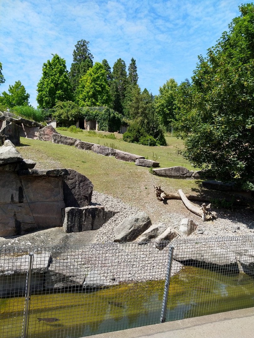 Alpine ibex enclosure