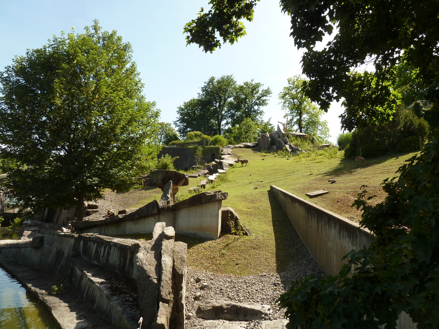 Alpine ibex enclosure