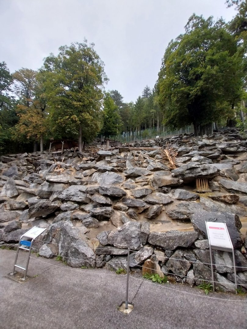 Alpine ibex enclosure