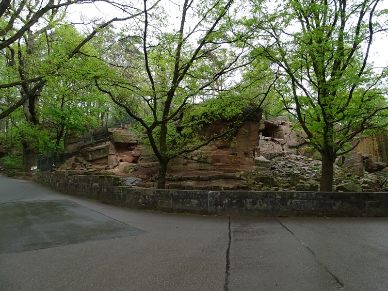 Alpine ibex enclosure