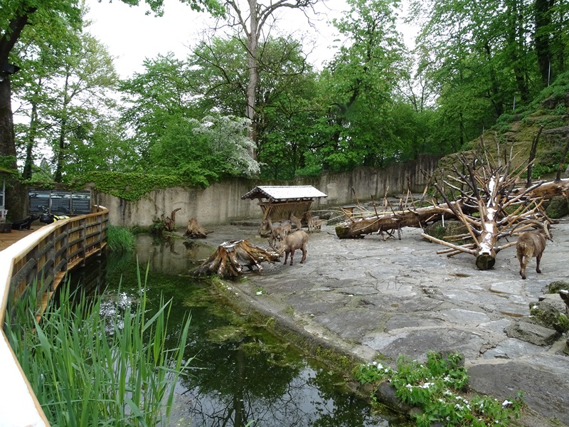 Alpine ibex enclosure