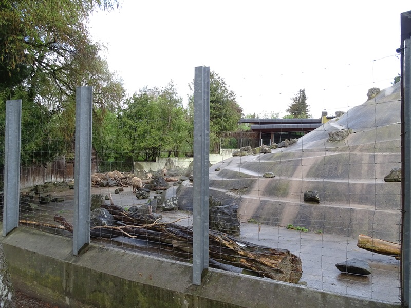 Alpine ibex enclosure