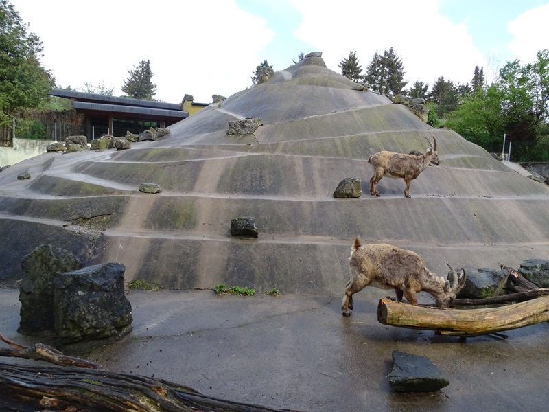 Alpine ibex enclosure