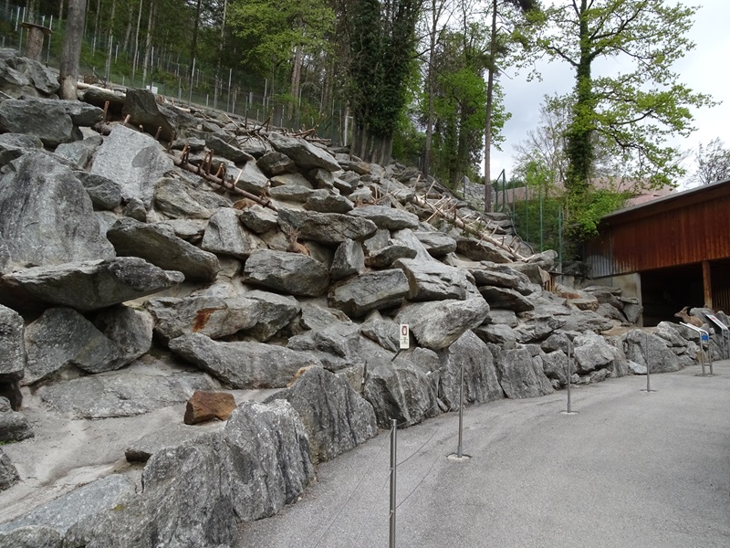 Alpine ibex enclosure
