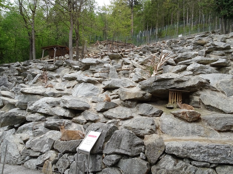 Alpine ibex enclosure