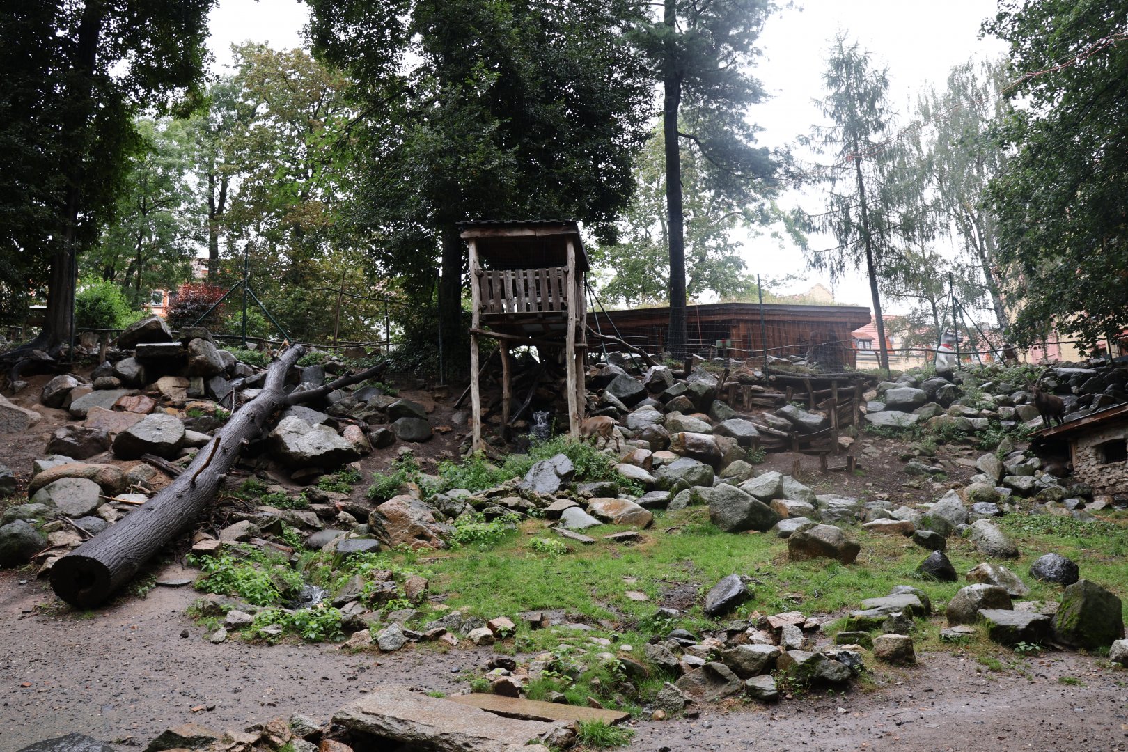 Alpine ibex enclosure