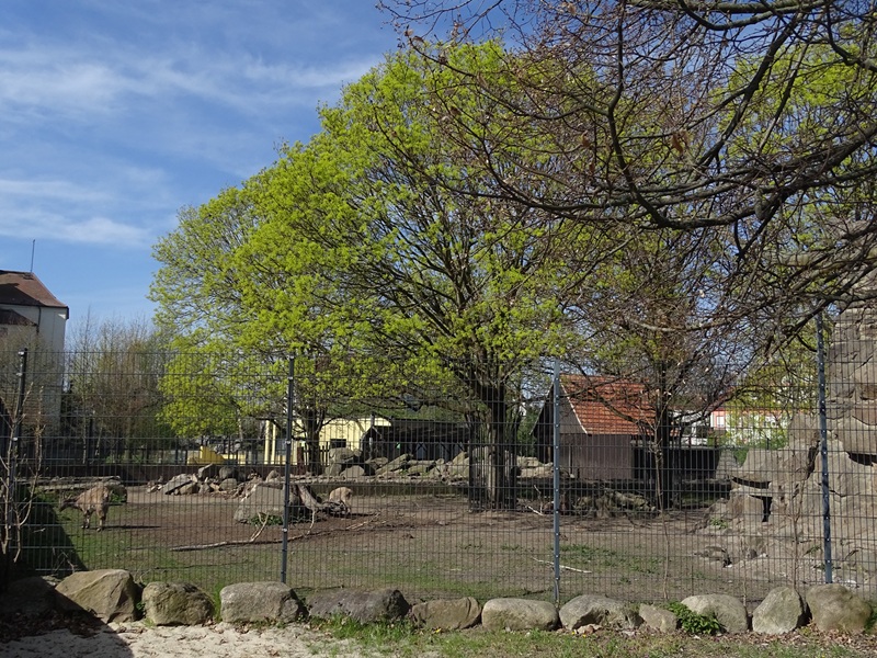 Alpine ibex enclosure