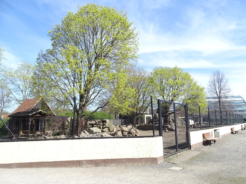 Alpine ibex enclosure