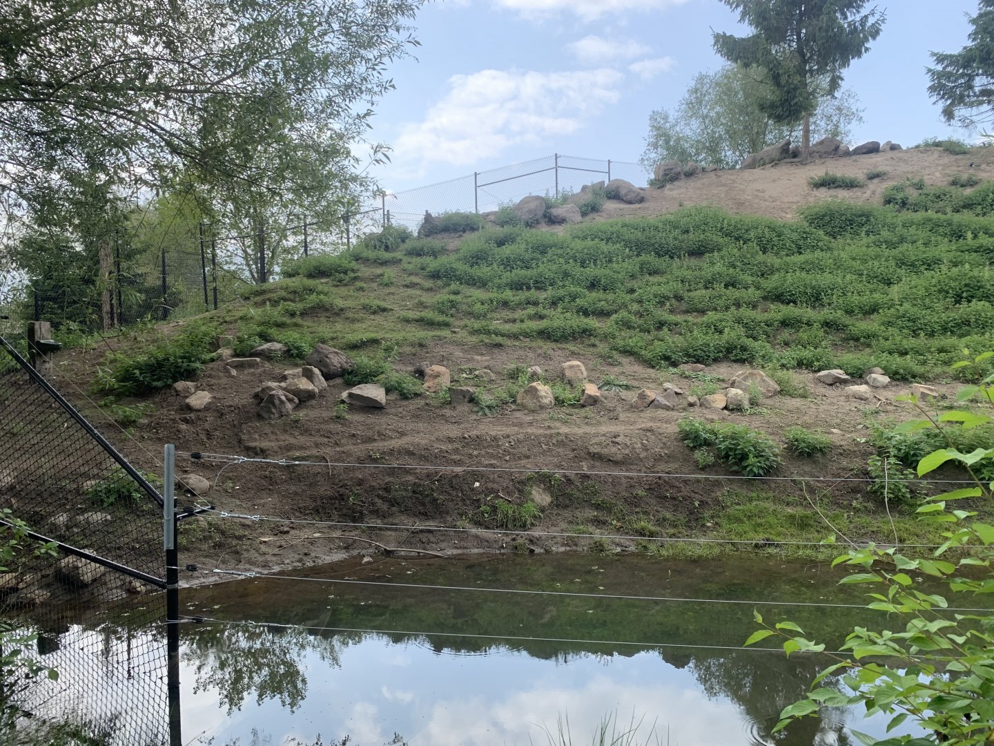 Alpine Ibex enclosure