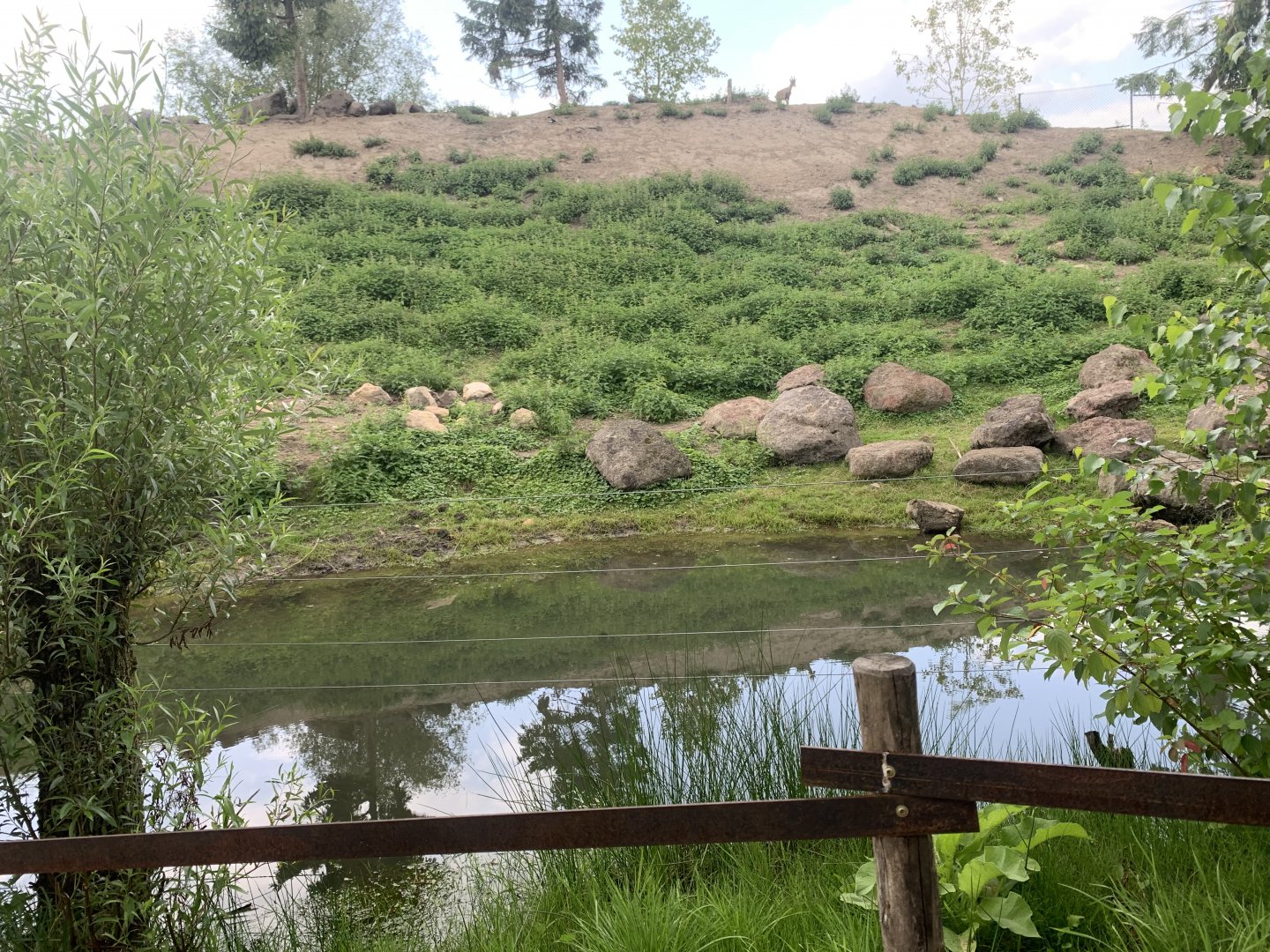 Alpine Ibex enclosure