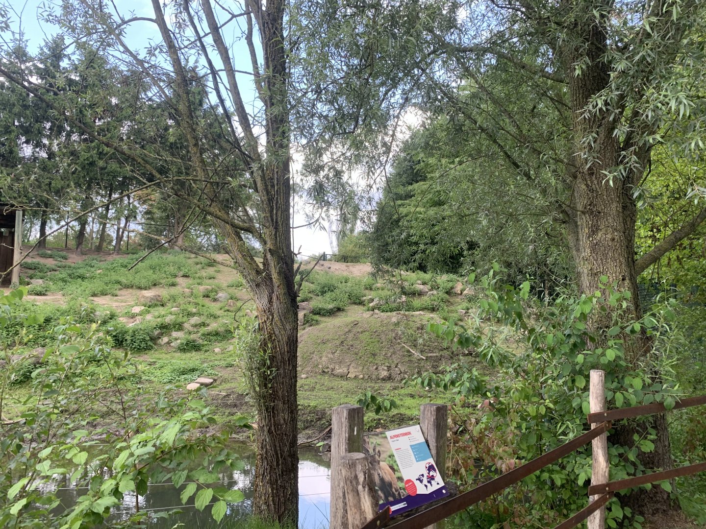 Alpine Ibex enclosure