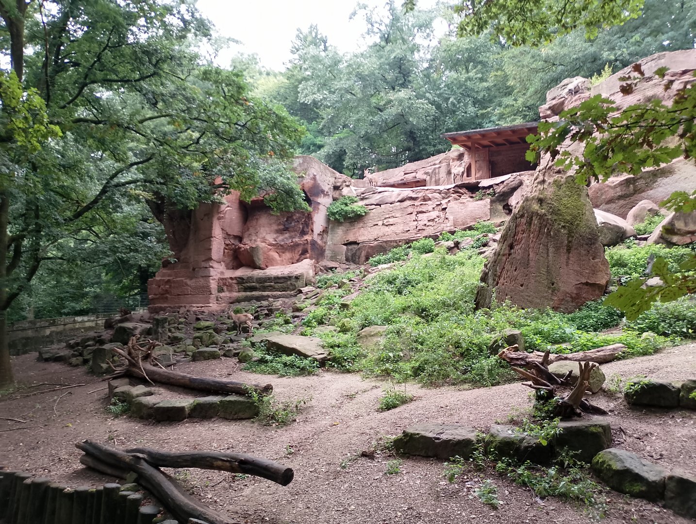Alpine ibex enclosure