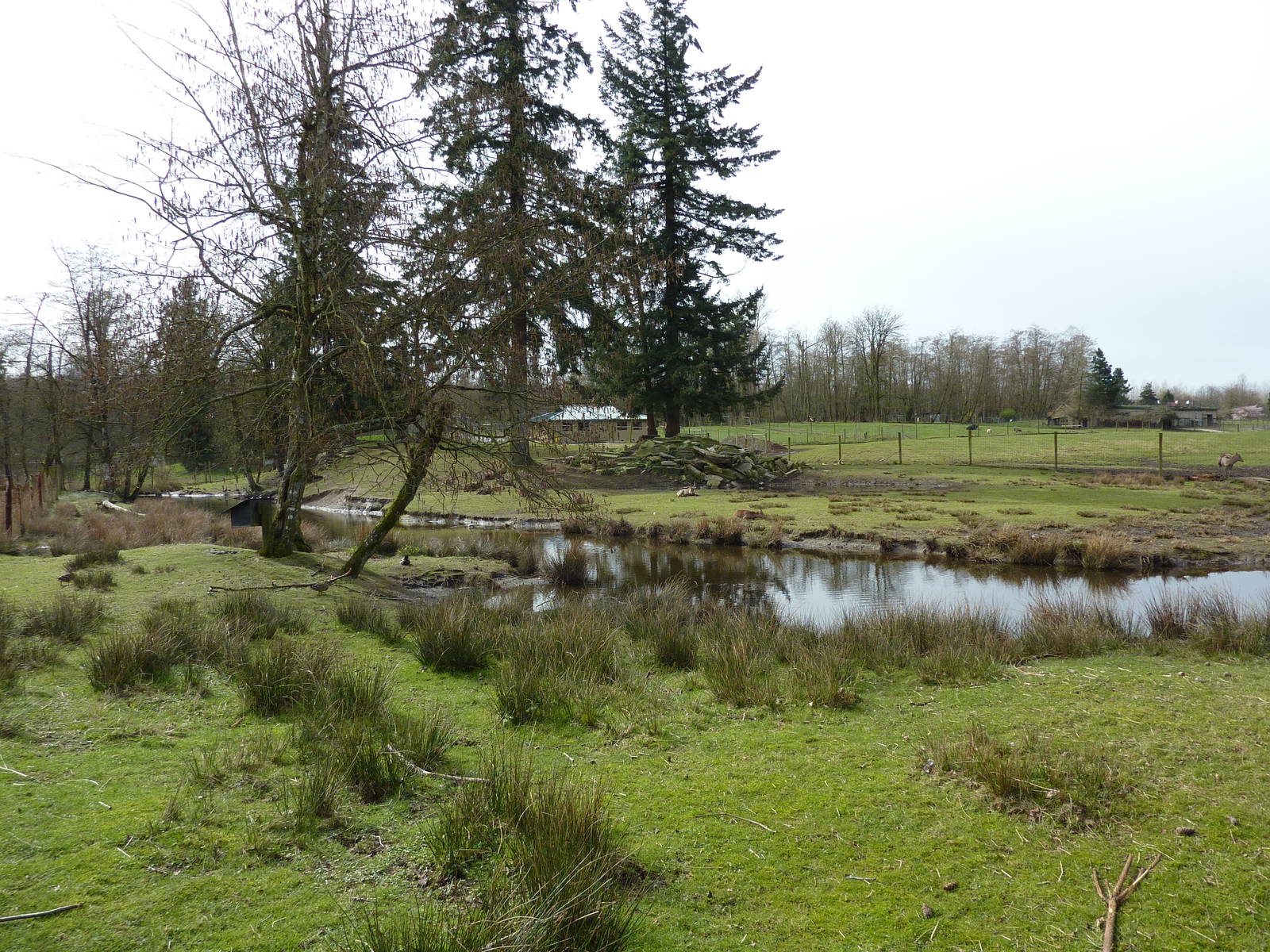 Alpine Ibex Enclosure