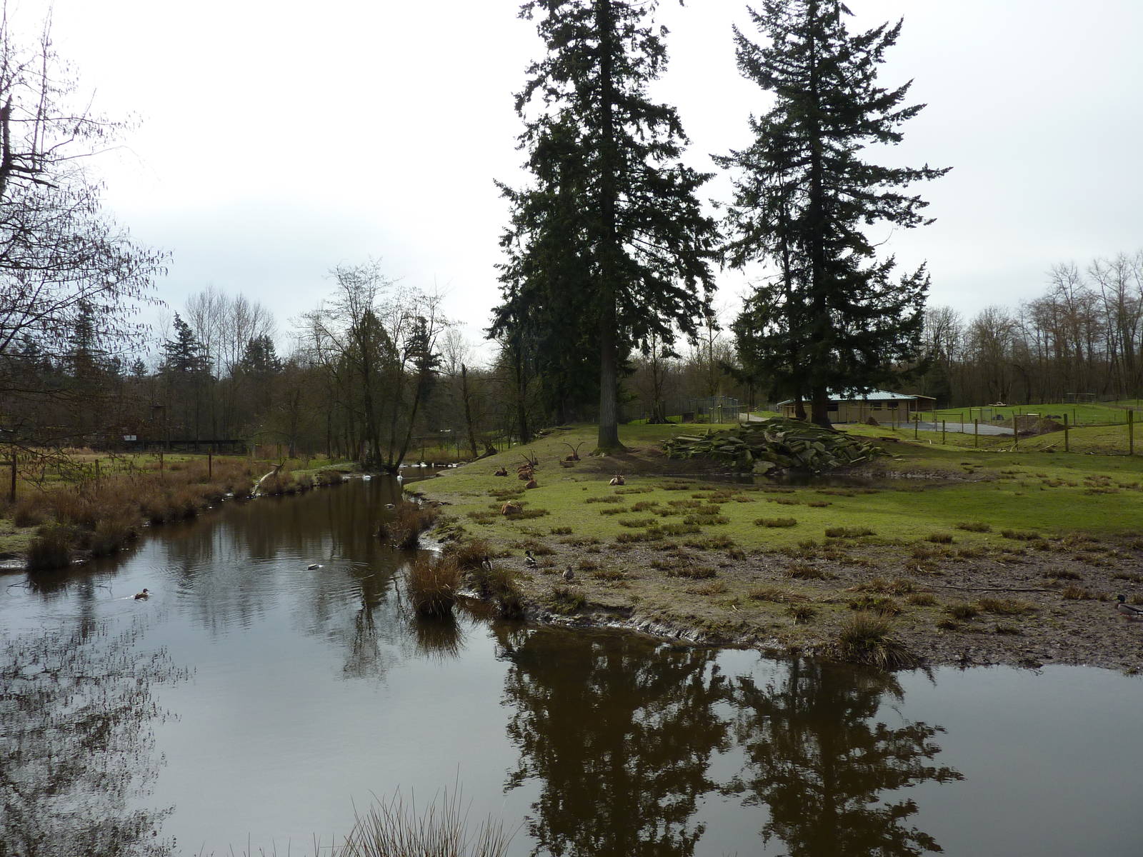 Alpine Ibex Enclosure
