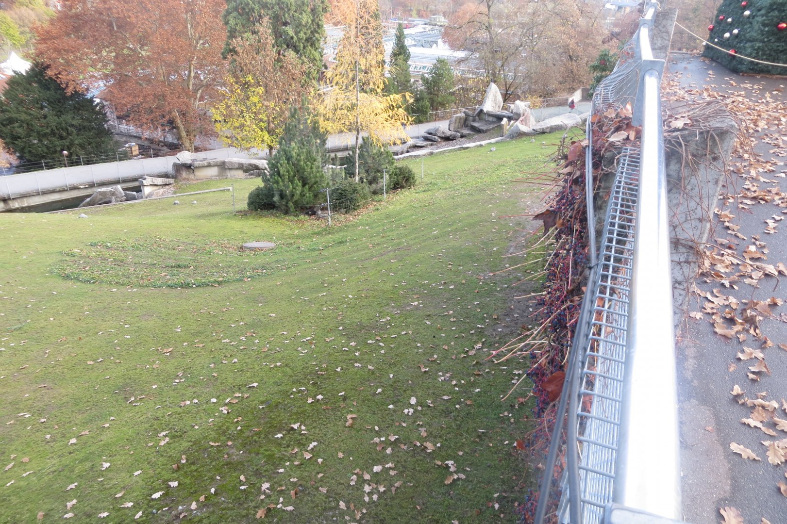 Alpine ibex exhibit 011218