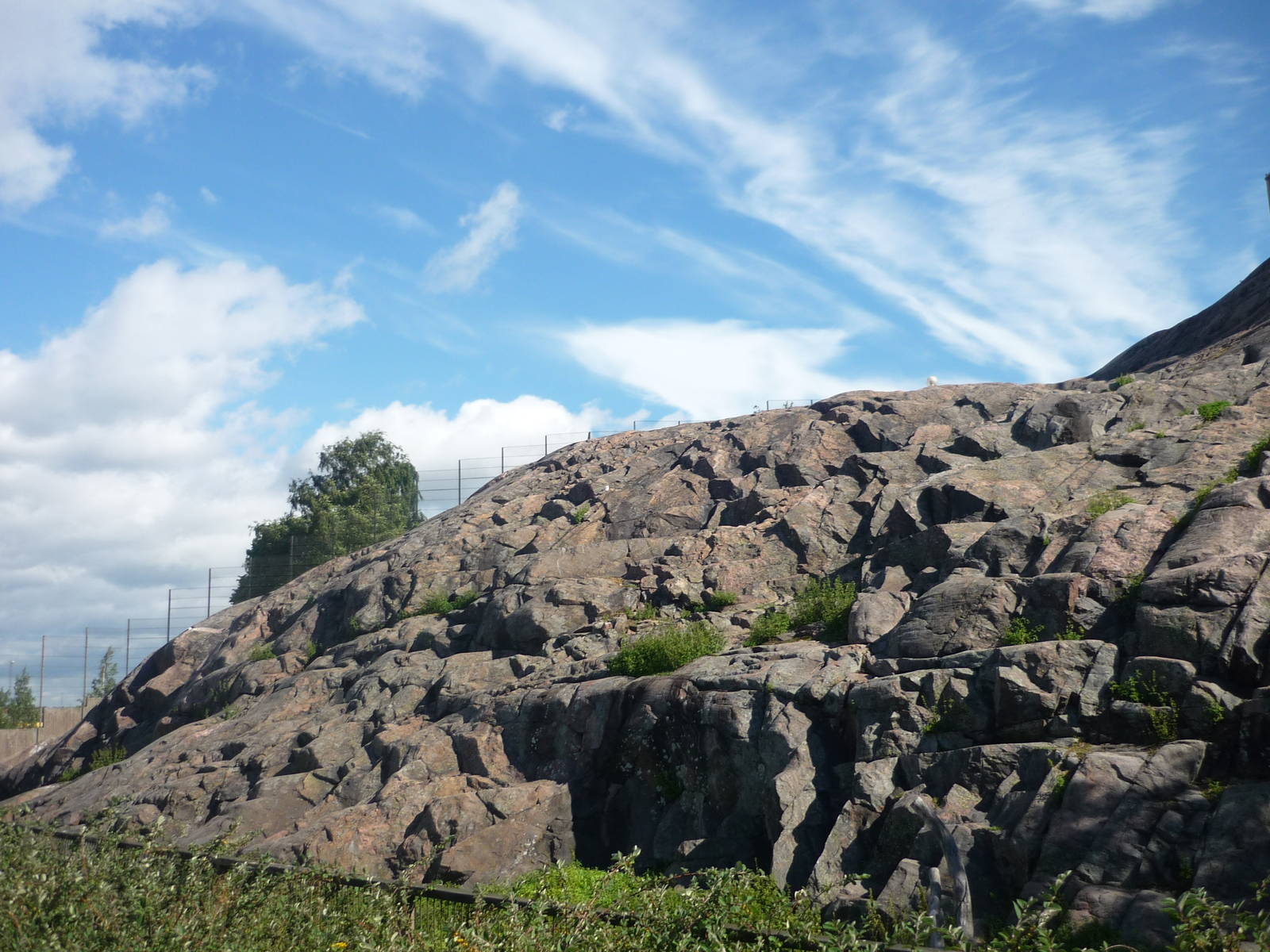 Alpine Ibex Exhibit 1