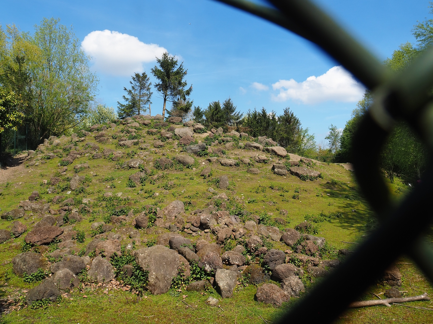Alpine ibex exhibit, 2023-04-30