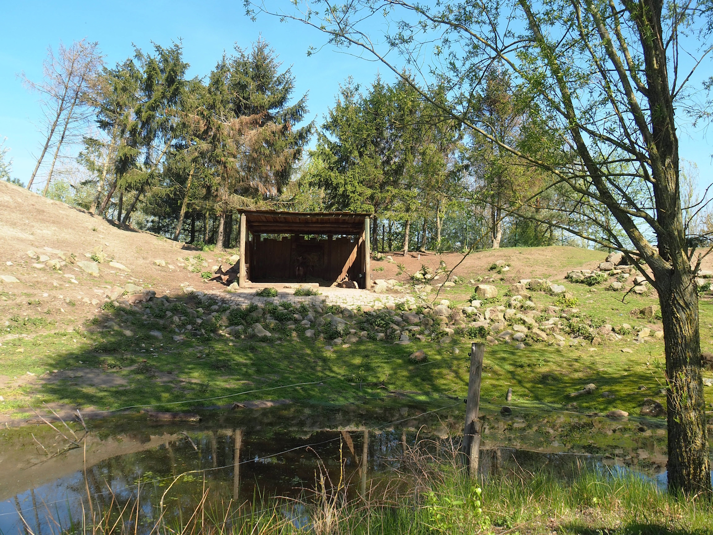 Alpine ibex exhibit, 2023-04-30