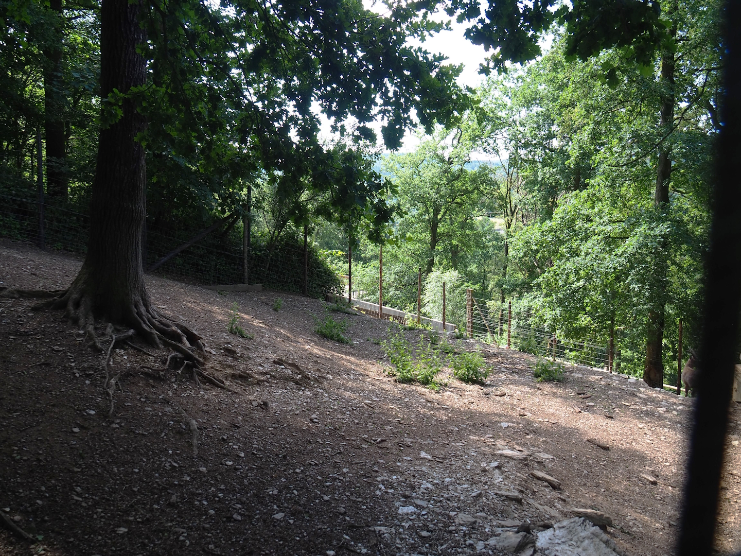 Alpine ibex exhibit, 2023-06-24