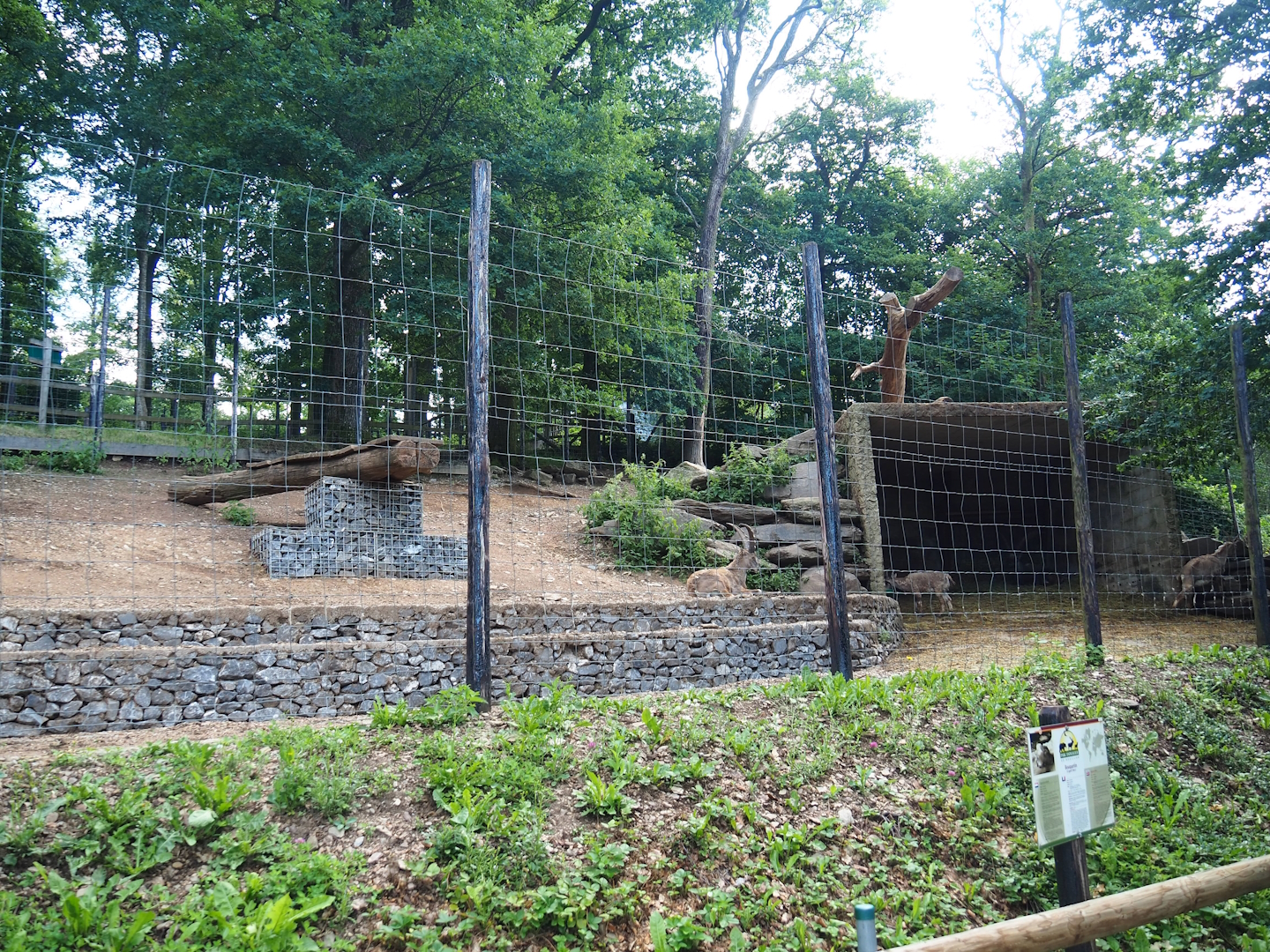 Alpine ibex exhibit, 2023-06-24