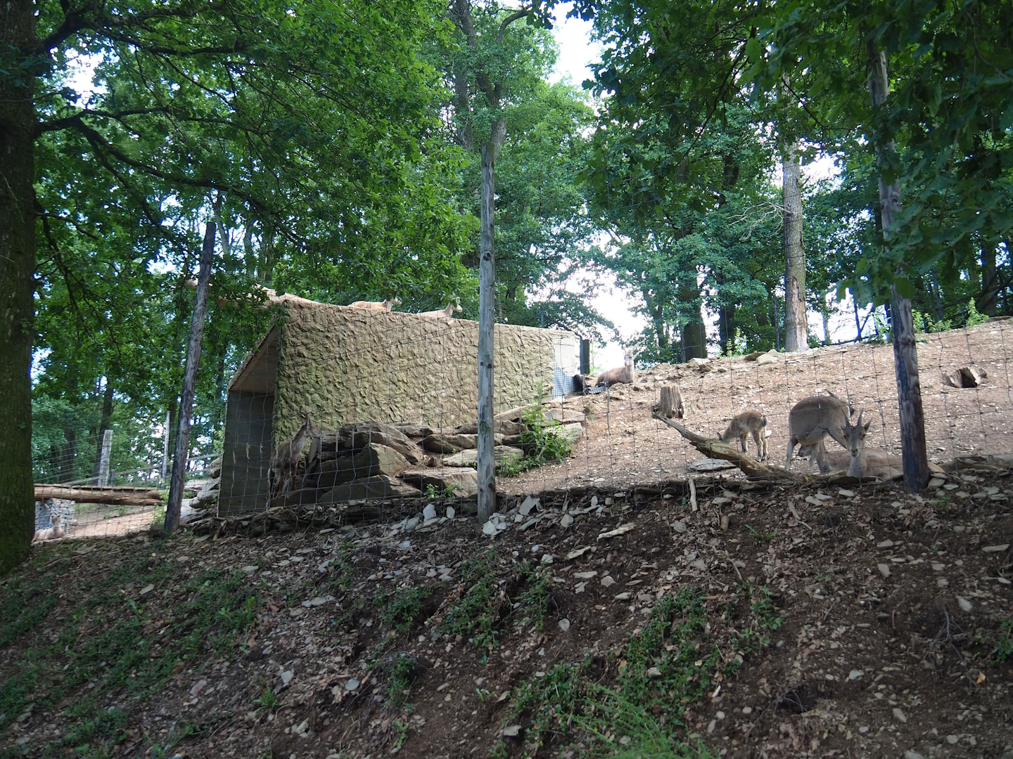 Alpine ibex exhibit, 2023-06-24