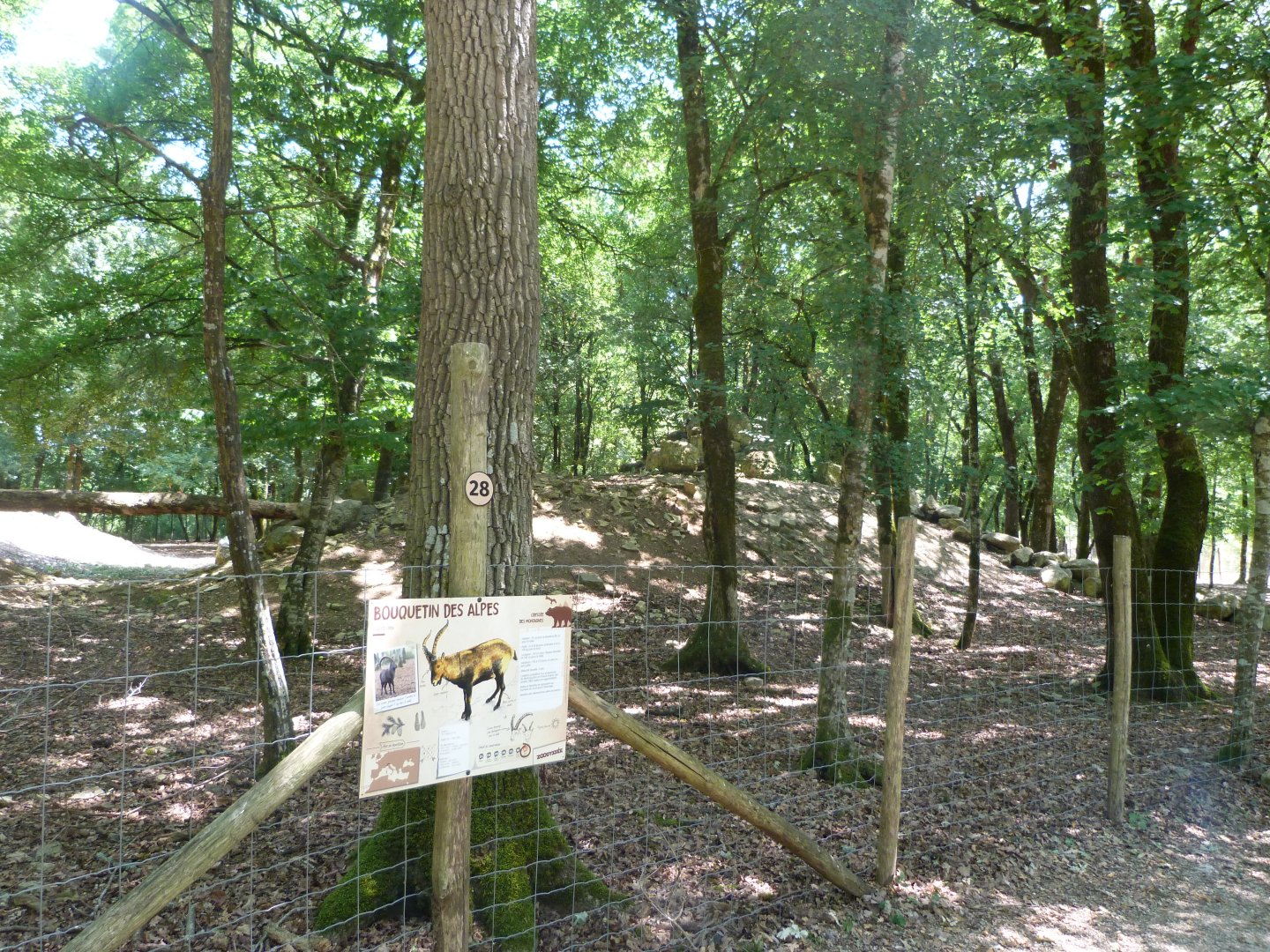 Alpine ibex exhibit -Zoodyssée (2025)