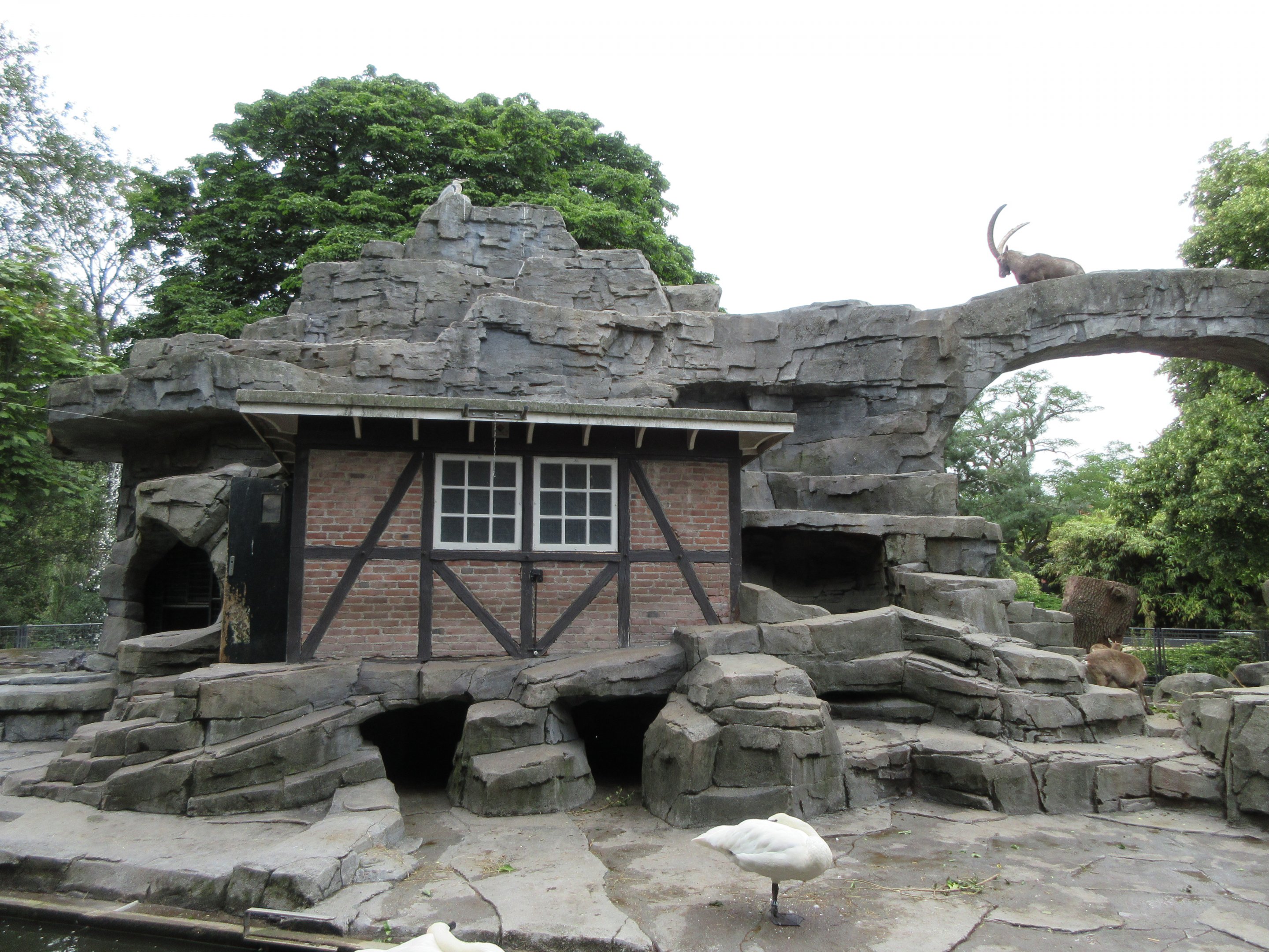 Alpine Ibex Exhibit