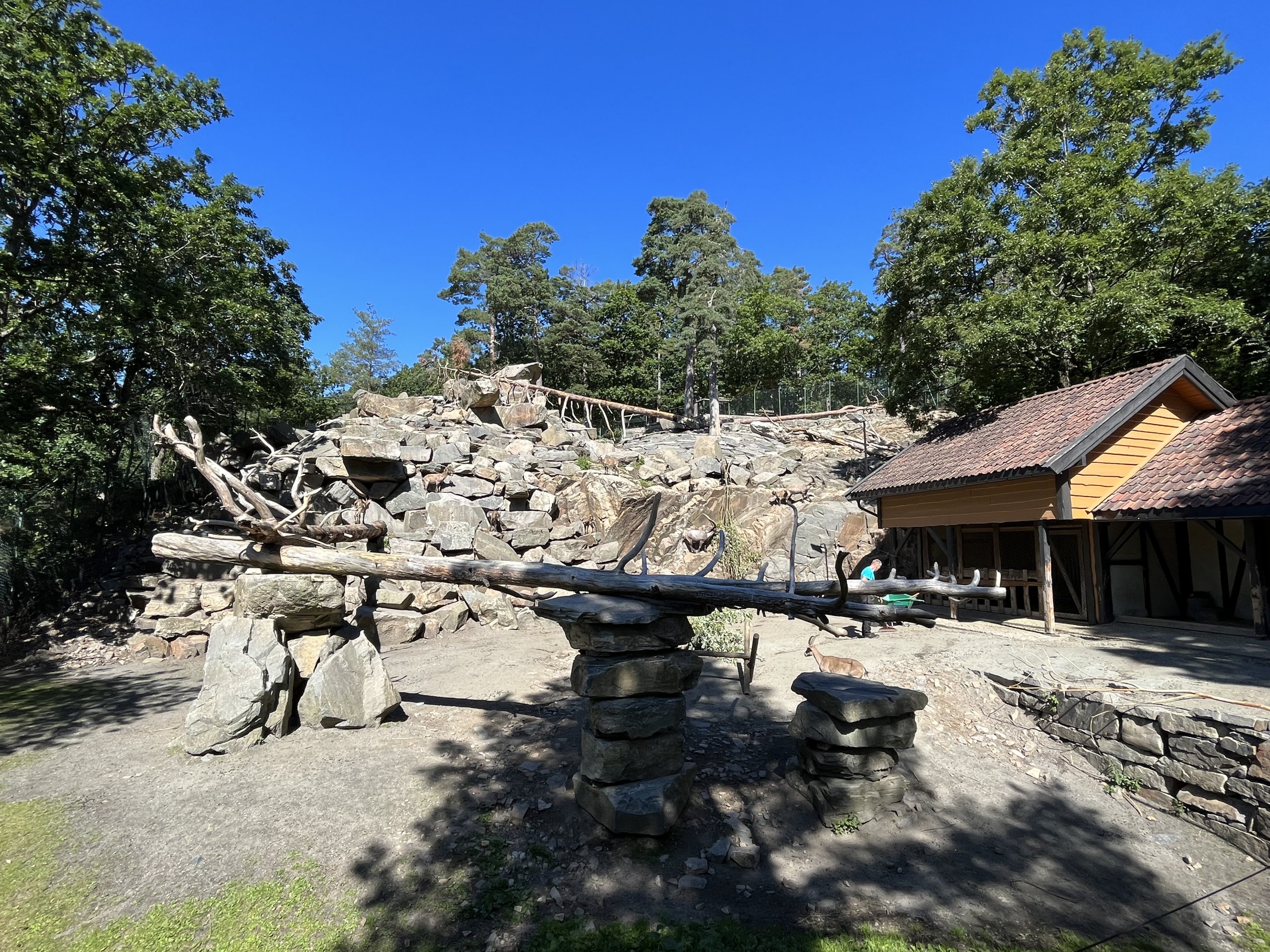 Alpine Ibex Exhibit