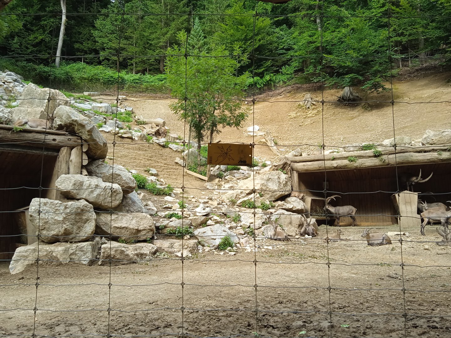 Alpine ibex exhibit