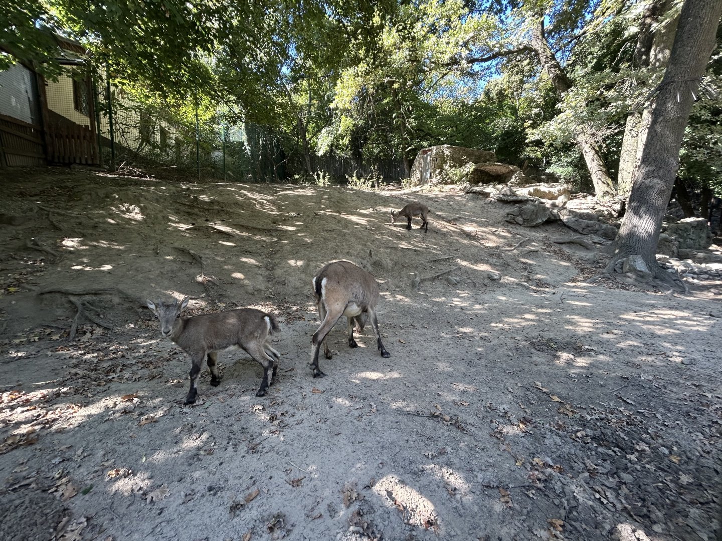 Alpine Ibex Exhibit