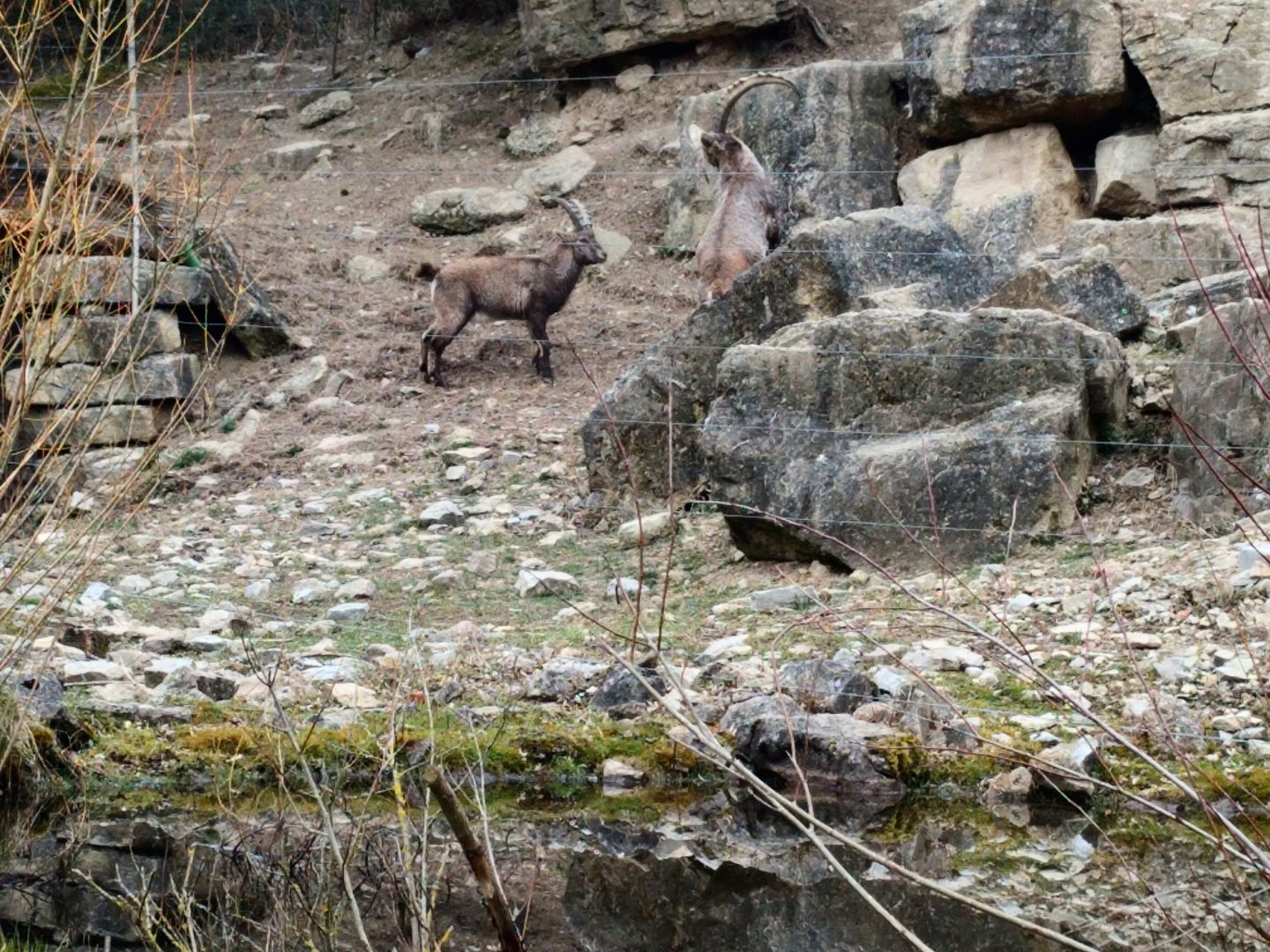 Alpine Ibex fighting each other