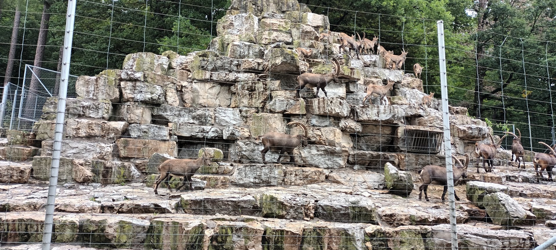 Alpine Ibex Herd