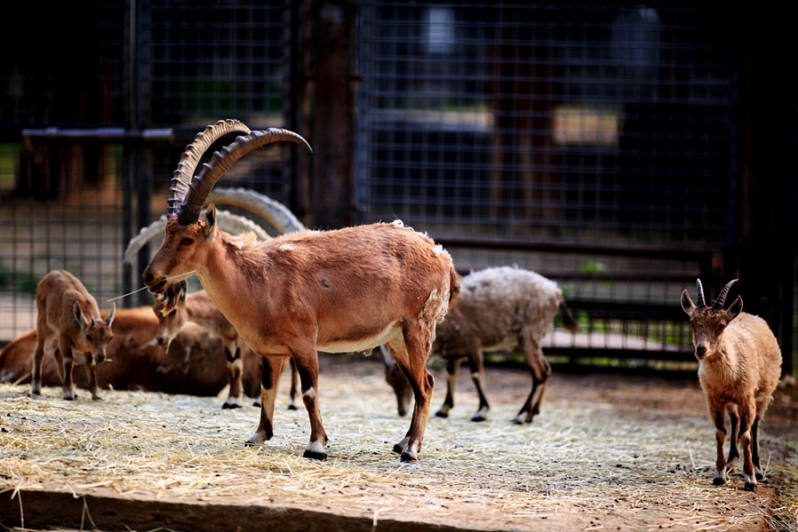 Alpine ibex in Seoul zoo