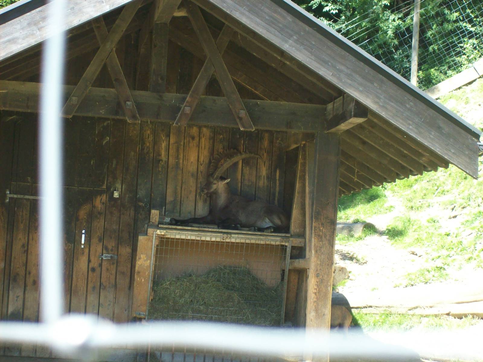 alpine ibex in shelter