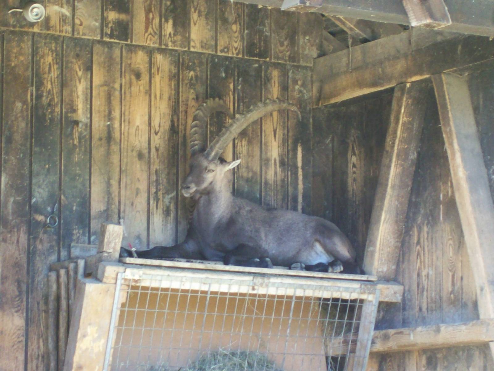 alpine ibex in shelter